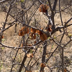 Combretum apiculatum