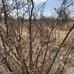 Combretum apiculatum