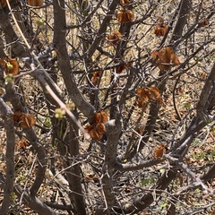 Combretum apiculatum