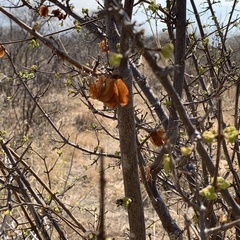 Combretum apiculatum