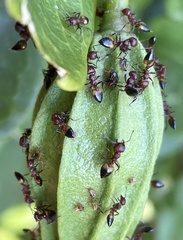 Crematogaster castanea castanea