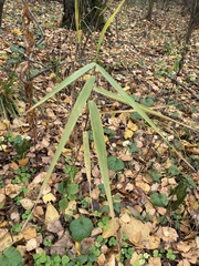 Phragmites australis