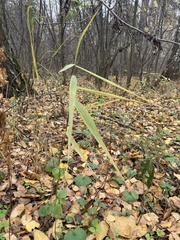 Phragmites australis