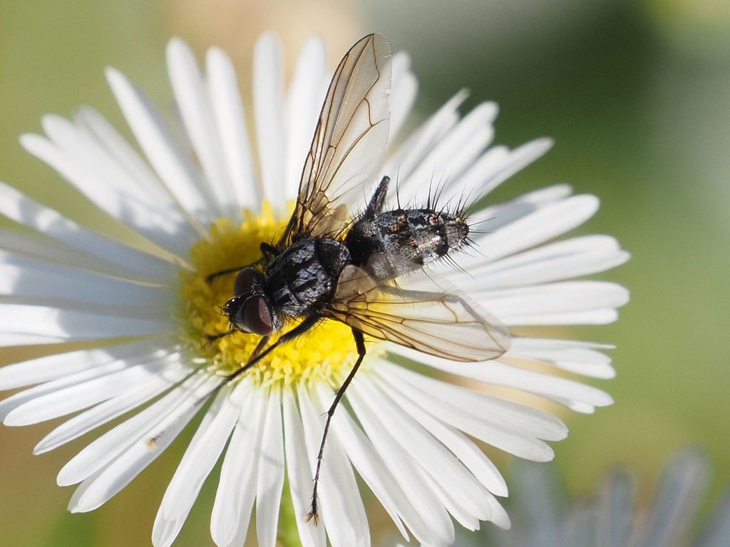 Dinera fuscata