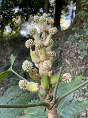 Fatsia japonica