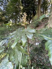 Fatsia japonica