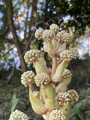 Fatsia japonica