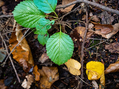 Viburnum lantanoides