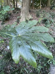 Fatsia japonica