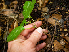 Viburnum lantanoides
