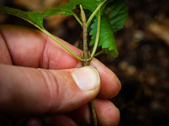 Viburnum lantanoides