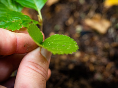 Viburnum lantanoides