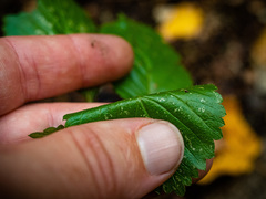 Viburnum lantanoides