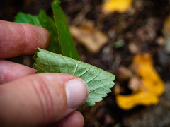 Viburnum lantanoides