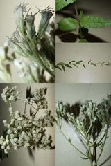 Eupatorium pilosum