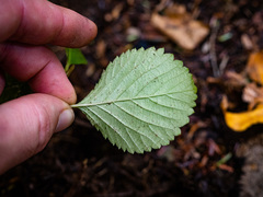 Viburnum lantanoides