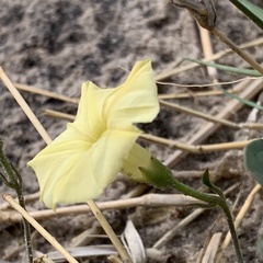 Ipomoea obscura obscura