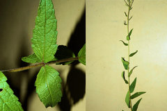 Eupatorium pilosum