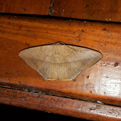 Prochoerodes flexilinea