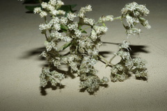 Eupatorium pilosum