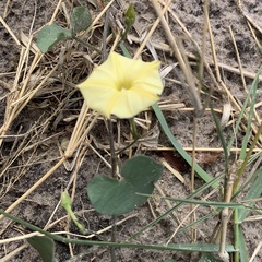 Ipomoea obscura obscura