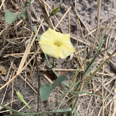 Ipomoea obscura obscura