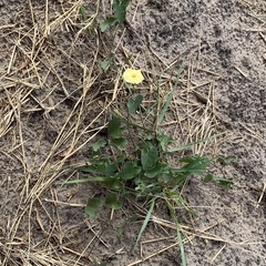 Ipomoea obscura obscura