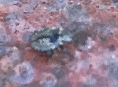 Pentatomini
