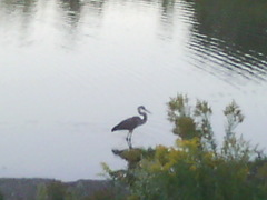 Ardea herodias