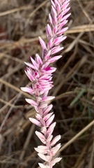 Hermbstaedtia odorata