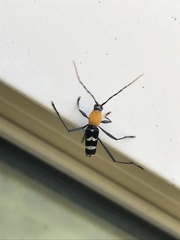 Demonax chrysoderes