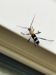 Demonax chrysoderes