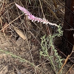 Hermbstaedtia odorata