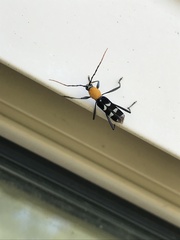 Demonax chrysoderes