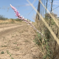 Hermbstaedtia odorata