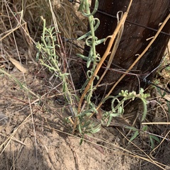 Hermbstaedtia odorata
