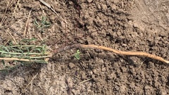 Hermbstaedtia odorata