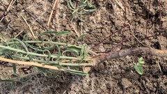 Hermbstaedtia odorata