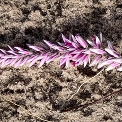 Hermbstaedtia odorata
