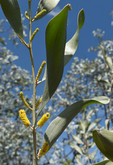 Acacia laccata