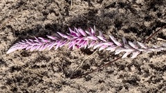Hermbstaedtia odorata
