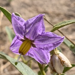 Solanum campylacanthum