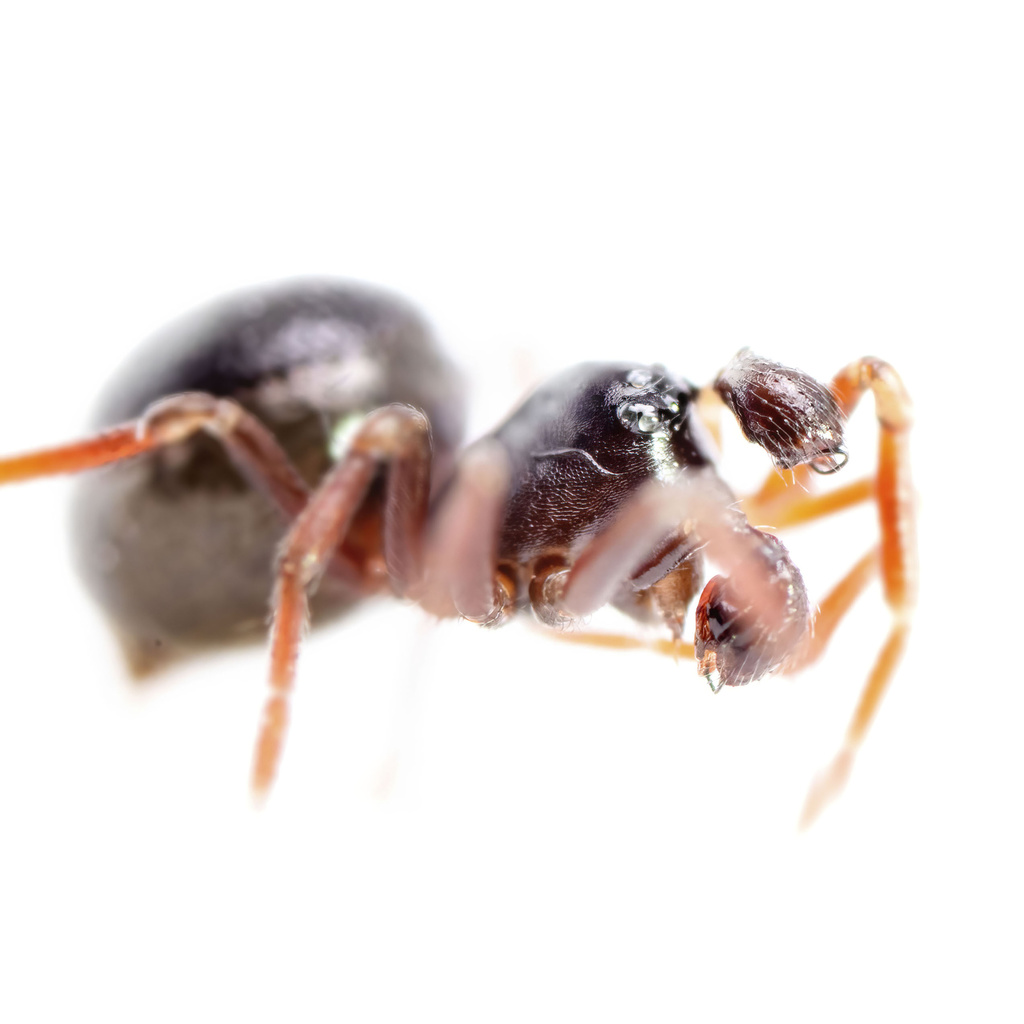 Ceratinella brevis