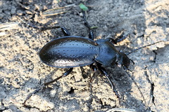 Carabus sibiricus