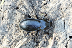 Carabus sibiricus