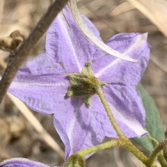 Solanum campylacanthum