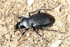 Carabus sibiricus
