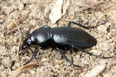 Carabus sibiricus