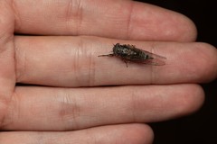 Tettigettula pygmea