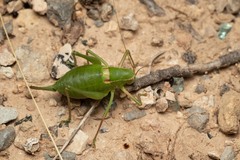 Barbitistes fischeri